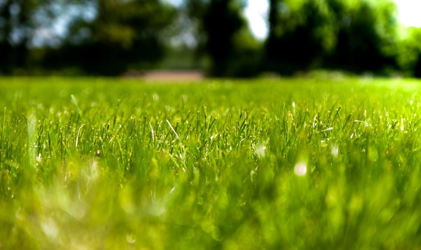 en fin toppdressad gräsmatta
